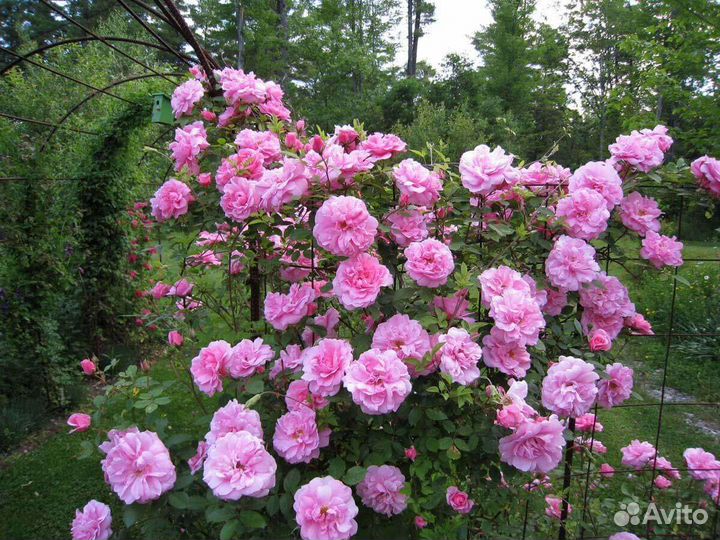 Канадские парковые розы