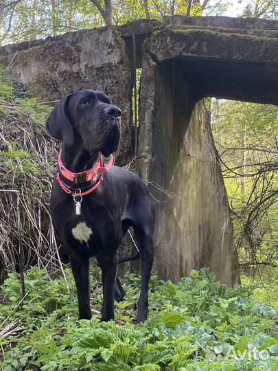 Собака для фотосессии