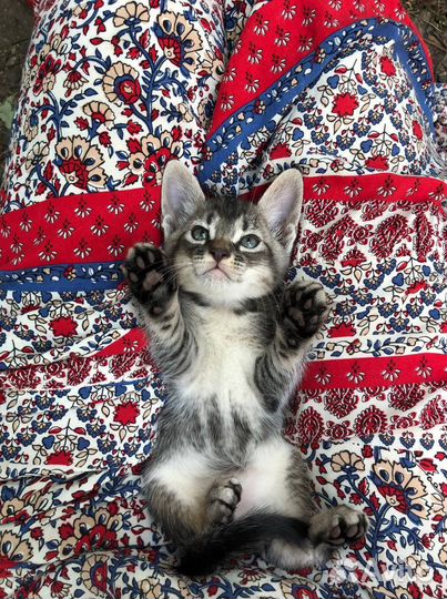 Котёнок мальчик в добрые руки