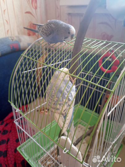 Волнистые попугаи с клеткой