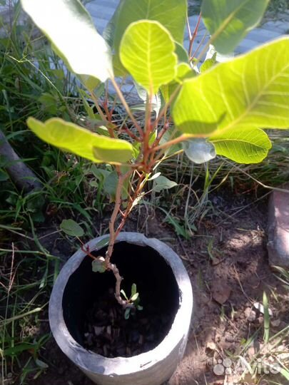 Саженцы Фисташки