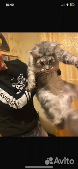 Кошечка мейн-кун