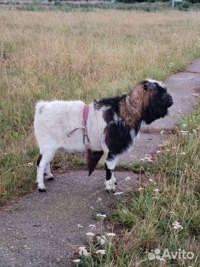 Козы камерунские