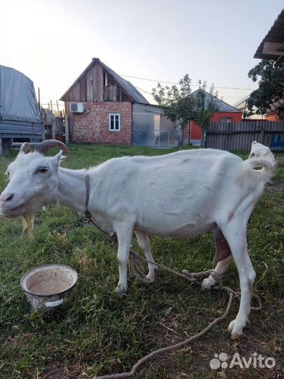 Коза дойная