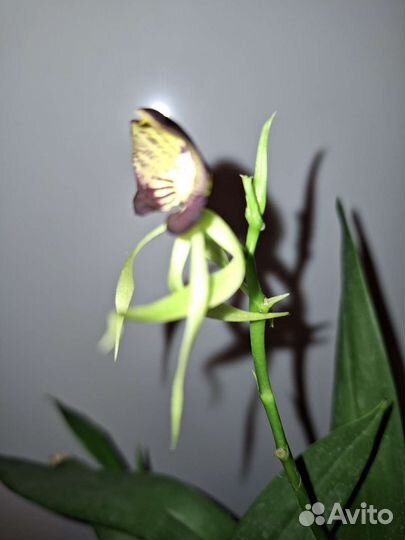 Орхидея энциклия кохлеата
