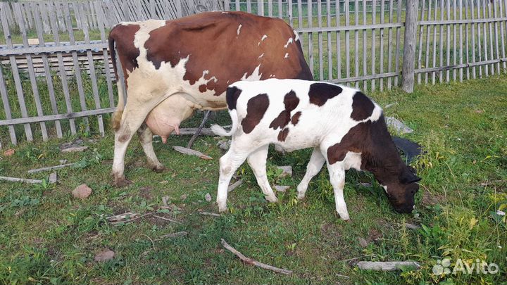 Телочка 3,5 месяца