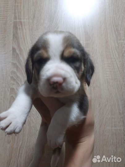 Щенки бигля