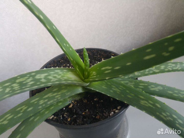 Алоэ вера взрослое