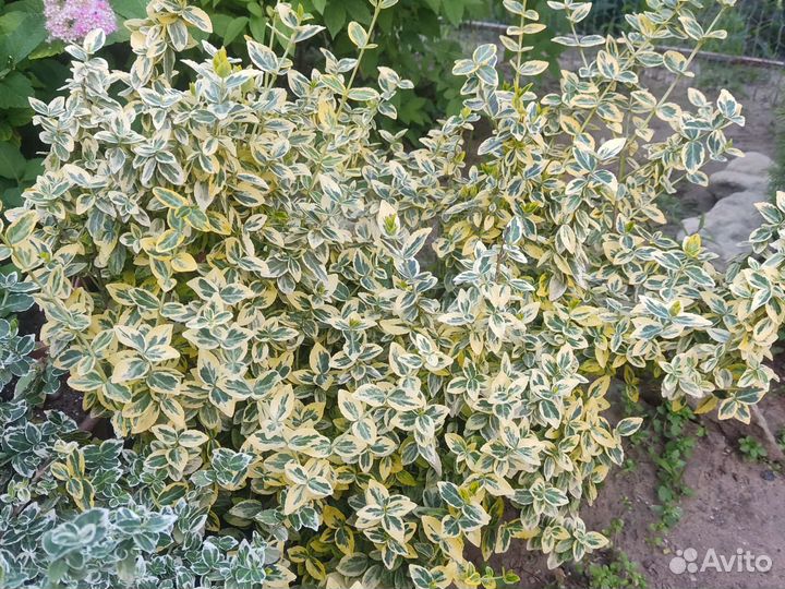 Самшит, Спирея, Бересклет Форчуна