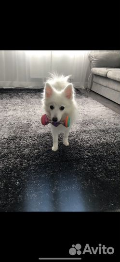 Японский шпиц