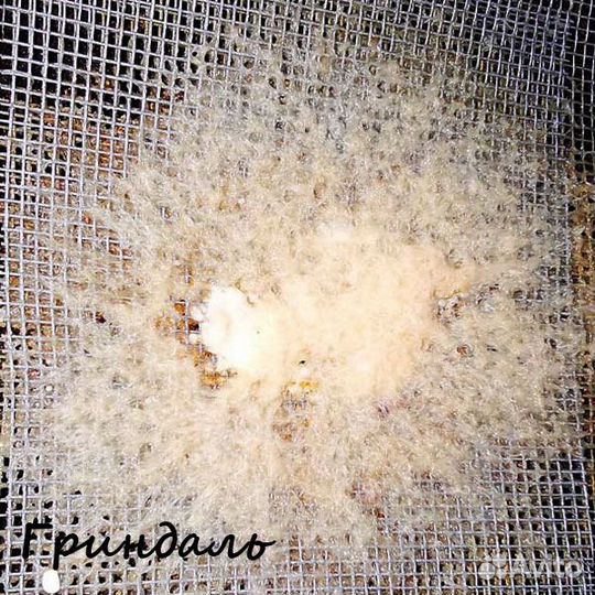 Чистые живые и сухие корма для аквариумных рыбок