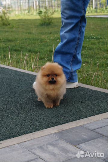 Померанский шпиц