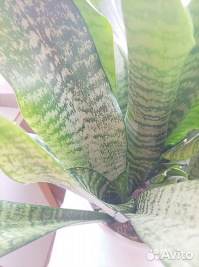 Сансевьерия