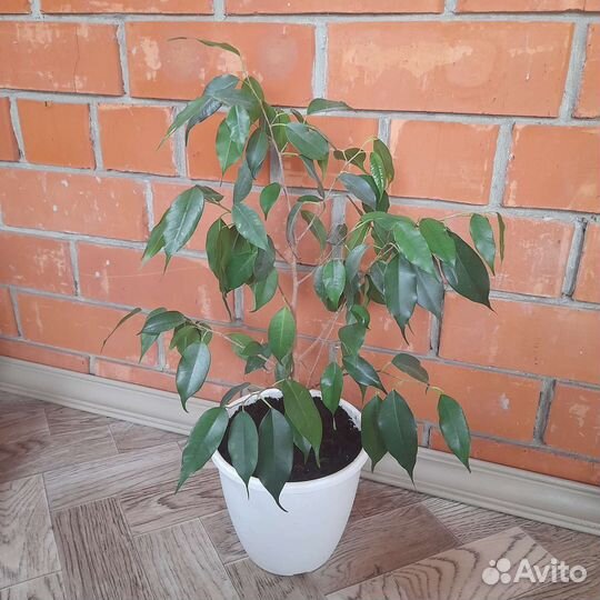 Фикусы бенджамина