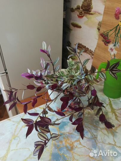 Традисканция