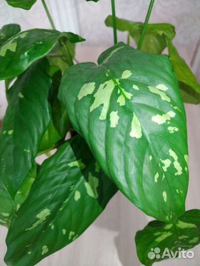 Шизматоглоттис