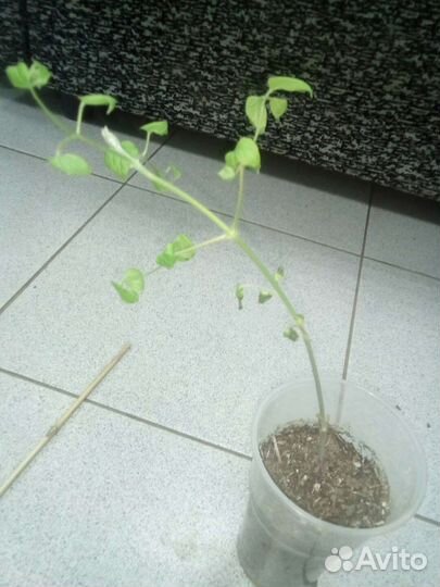 Клематис Джорма