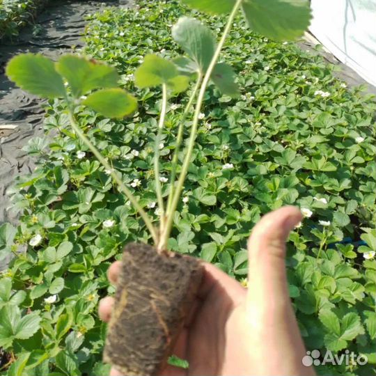 Саженцы клубники