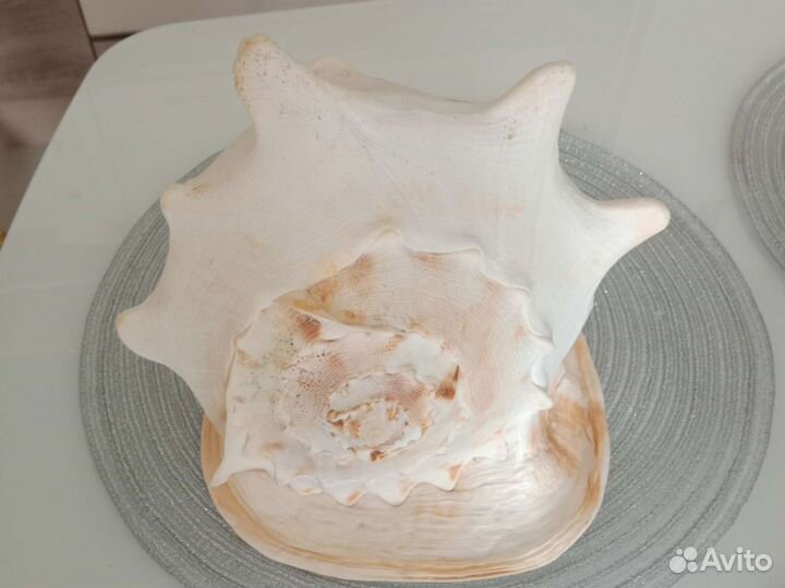 Большая натуральная ракушка