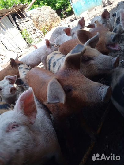 Ландрас помесь с дюрком