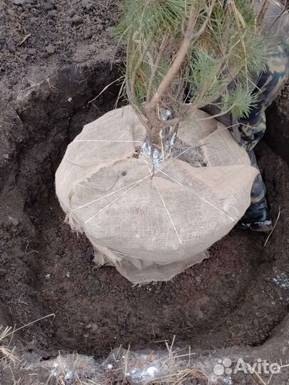 Сосна обыкновенная