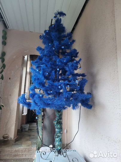 Ель голубая