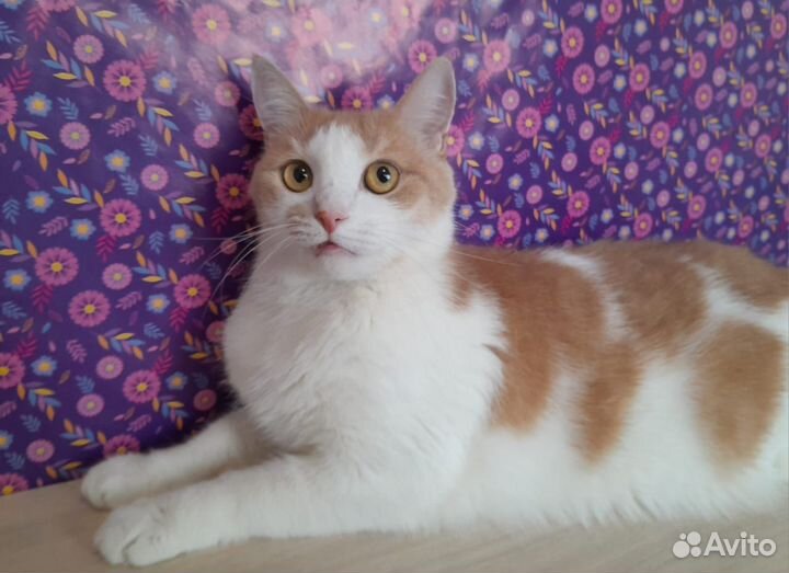 Добрейший Кот в добрые руки