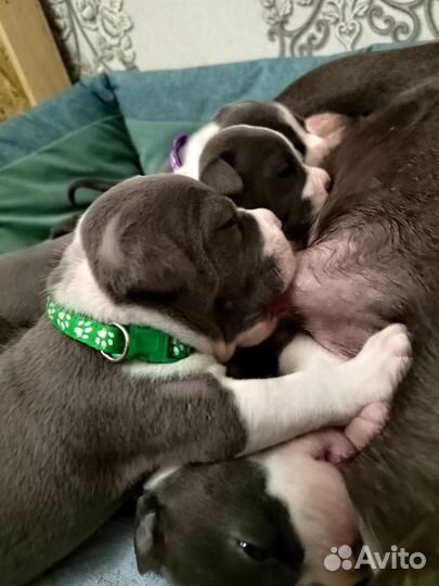 Щенки американского стаффордширского терьера