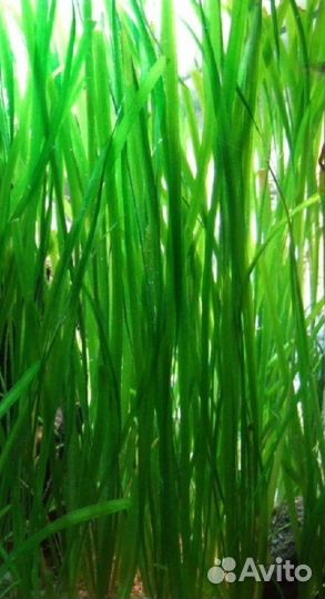 Аквариумные растения