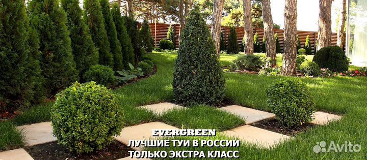 Туя западная