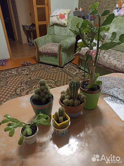 Кактусы алоэ разные