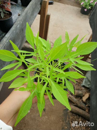 Ипомея батат