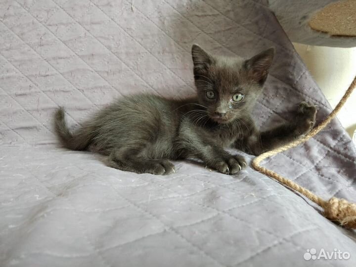 Котёнок, девочка, 1.5 мес