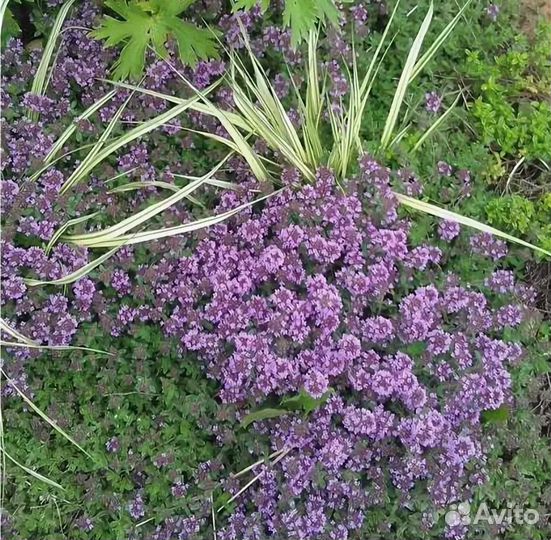 Тимьян ползучий (Чабрец)