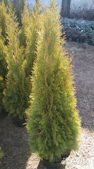 Туя смарагд