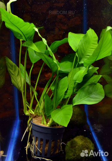 Анубиас бартера полосатый Аквариумные растения