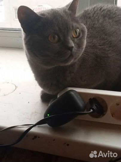 Британская