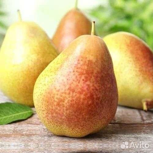 Саденцы плодовых: груши,черешни, яблони, абрикос