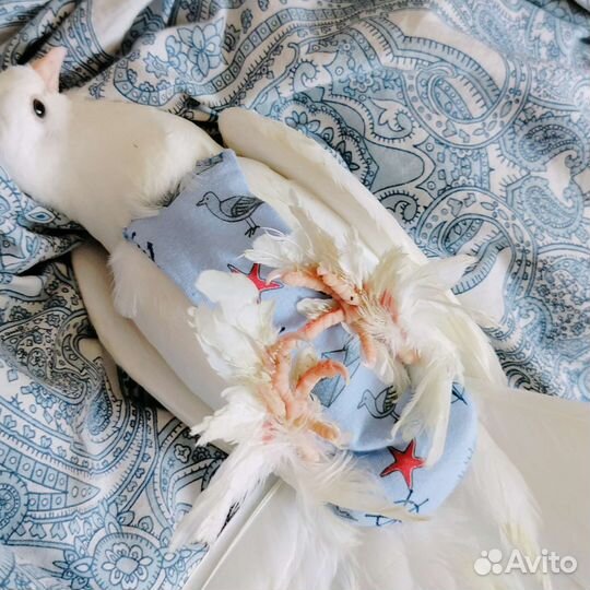 Домашние комнатные голуби на заказ