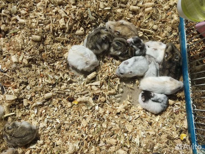 Джунгарский хомяк