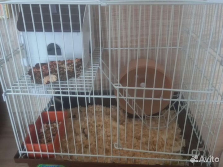 Джунгарик хомяк с клеткой