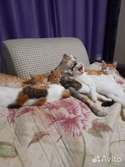 Рыжий котенок девочка в добрые руки