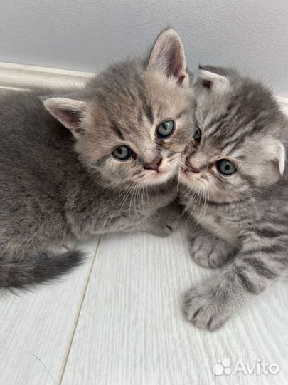 Шотландские вислоухие и прямоухие котята