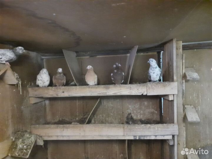 Голуби чехи белые