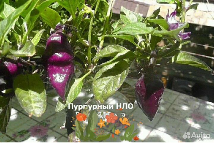 Декоративный острый перец