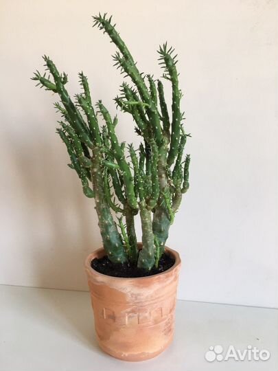 Кактусы и суккуленты/Комнатные растения