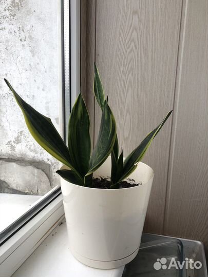 Сансевиерия