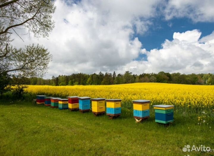 2024 Мёд натуральный с Алтая опт