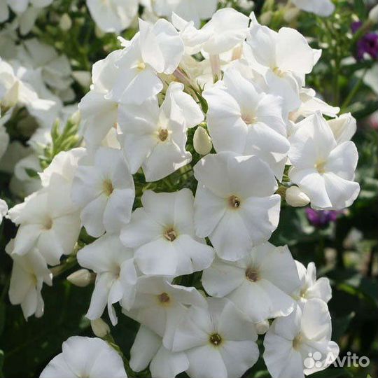 Флоксы метельчатые многолетние