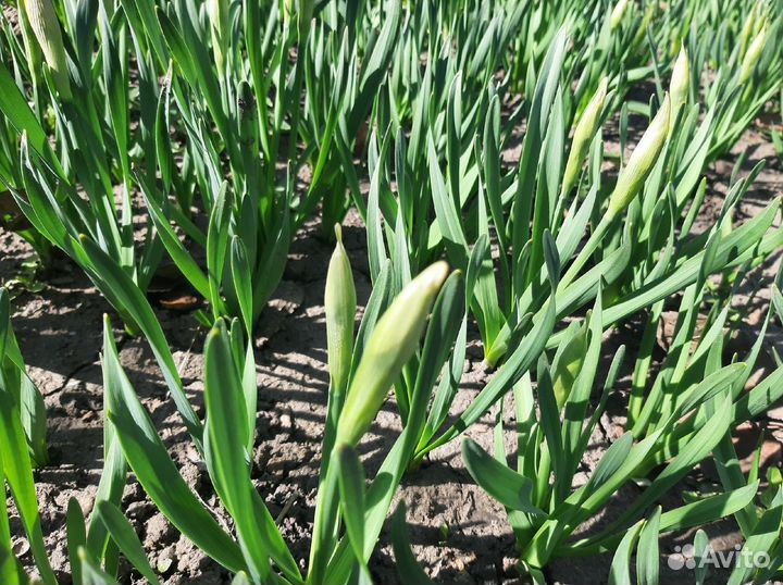 Луковицы нарциссов